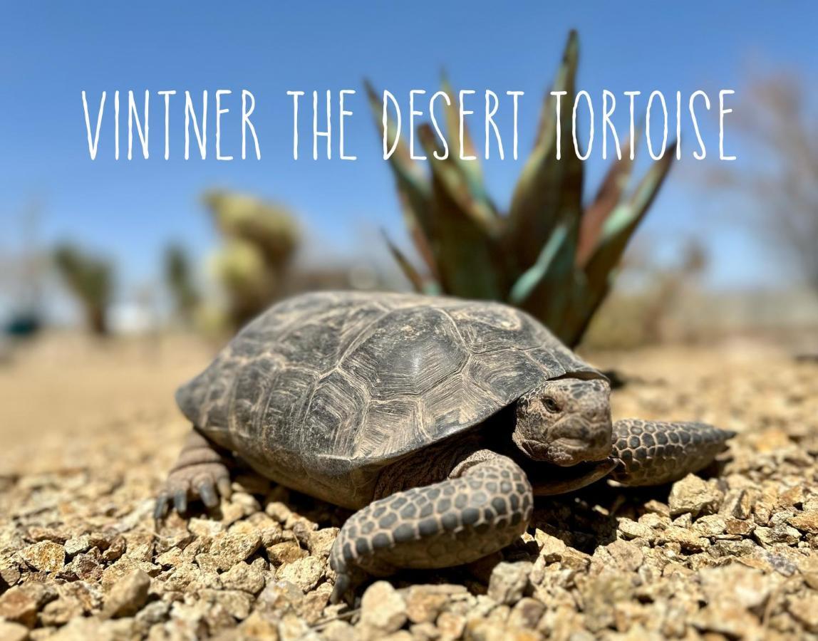 Tarantula Ranch Campground & Vineyard Near Death Valley National Park Амаргоса Вали Екстериор снимка